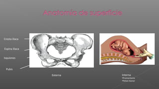 Cresta iliaca


Espina iliaca


Isquiones


 Pubis

                Externa   Interna
                          •Promontorio
                          •Pelvis menor
 