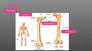 POSICIÓN

           Arriba




                    Medialmente



                                  Posterior
 