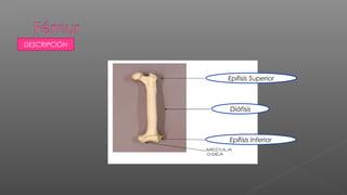 DESCRIPCIÓN




              Epífisis Superior



              Diáfisis



              Epífisis Inferior
 