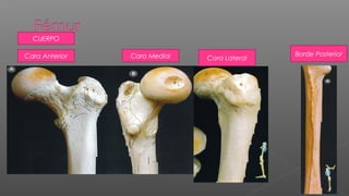 CUERPO

Cara Anterior   Cara Medial                  Borde Posterior
                              Cara Lateral
 