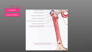 CUERPO

Cara Anterior
 