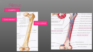 CUERPO




Cara Medial

              Cara Lateral
 