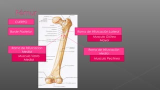 CUERPO


Borde Posterior        Rama de trifurcación Lateral
                                 Musculo Glúteo
                                     Mayor

Rama de trifurcación
                              Rama de trifurcación
     Medial
                                    Media
   Musculo Vasto
      Medial                      Musculo Pectineo
 