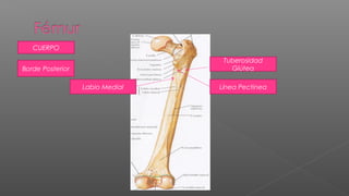 CUERPO
                                  Tuberosidad
Borde Posterior                     Glútea

                  Labio Medial   Línea Pectinea
 