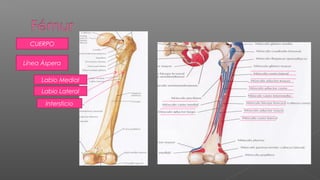 CUERPO


Línea Áspera

     Labio Medial
     Labio Lateral

       Intersticio
 