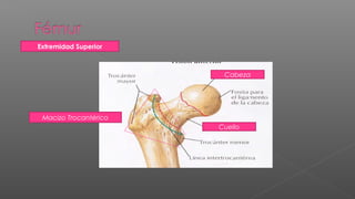 Extremidad Superior



                        Cabeza




 Macizo Trocantérico
                       Cuello
 
