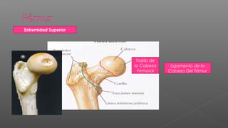 Extremidad Superior




                       Fosita de
                      la Cabeza     Ligamento de la
                        Femoral    Cabeza Del Fémur
 