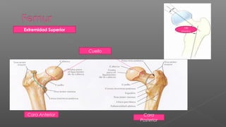 130
Extremidad Superior                        Grados




                      Cuello




 Cara Anterior                  Cara
                               Posterior
 