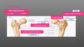 Extremidad Superior                                                             Atrás
Cuello         Limites                                            Cresta Intertroncatérica

                                                    Cara Medial
                                                                       Arriba
                                            Abajo
                               Limites No netos



                  Línea Intertroncatérica
                          Adelante
 