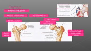 Extremidad Superior

   Macizo Trocantérico    Trocánter Mayor

                                         Cara Medial
    Borde Anterior
                                         Fosa
                                     Trocantérica



                                                       Cara Lateral
Glúteo                                                 Tuberosidad
Menor                                                    Glútea
 