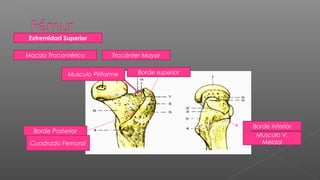 Extremidad Superior

Macizo Trocantérico        Trocánter Mayor


             Musculo Piriforme     Borde superior




                                                    Borde inferior
  Borde Posterior
                                                     Musculo V.
 Cuadrado Femoral                                      Meidal
 