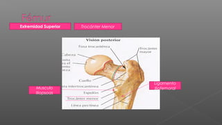 Extremidad Superior   Trocánter Menor




                                        Ligamento
       Musculo                          Iliofemoral
       Iliopsoas
 