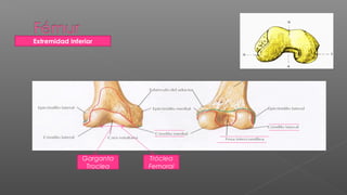 Extremidad Inferior




               Garganta   Tróclea
                Troclea   Femoral
 