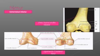 Extremidad Inferior




                      Línea Supracondila
                            Medial




                           Ligamento Colateral
                                 Tibial
 