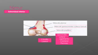 Extremidad Inferior




                                Epicóndilo
                                  Lateral
                      Cóndilo     Ligamento
                      Lateral      Colateral
                                   Peroneo
 