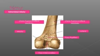 Extremidad Inferior



           Líneas Supracondileas                    Líneas Supracondileas
                  Mediales                                 Mediales



         Medial                                                     Lateral


                                                    Fosa Poplítea




                               Fosa Intercondilea
 