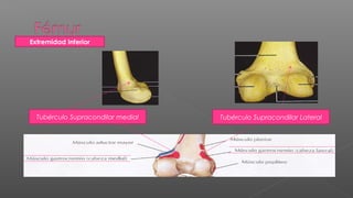 Extremidad Inferior




  Tubérculo Supracondilar medial   Tubérculo Supracondilar Lateral
 