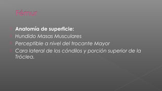  Anatomía de superficie:
 Hundido Masas Musculares
 Perceptible a nivel del trocante Mayor
 Cara lateral de los cóndilos y porción superior de la
  Tróclea.
 