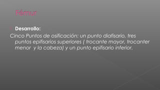  Desarrollo:
Cinco Puntos de osificación: un punto diafisario, tres
  puntos epifisarios superiores ( trocante mayor, trocanter
  menor y la cabeza) y un punto epifisario inferior.
 