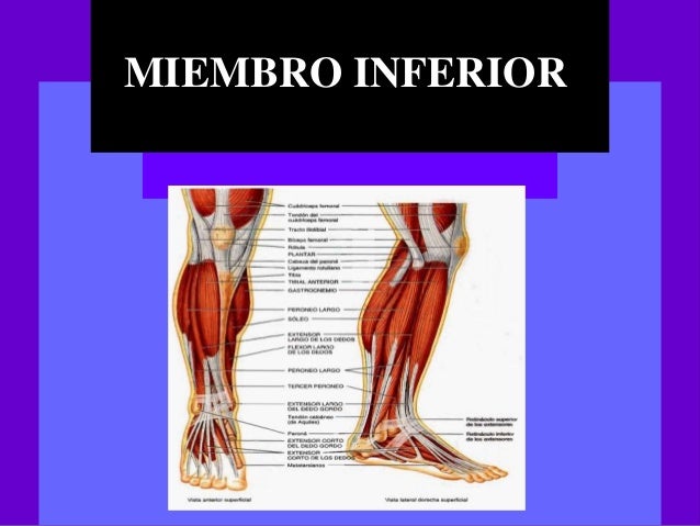 Mгєsculos Del Miembro Inferior Anatomia Humana Musculos Anatomia – Eroppa