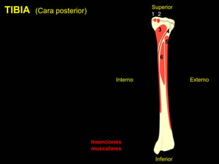 Tibia Cara Interna MIEMBRO INFERIOR ANATOMIA HUESOS osteologia | PDF