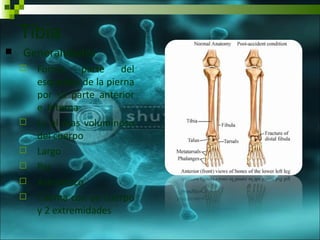 Tibia
   Generalidades
       Forma     parte    del
        esqueleto de la pierna
        por su parte anterior
        e interna
       Es el mas voluminoso
        del cuerpo
       Largo
       Par
       Asimétrico
       Cuenta con un cuerpo
        y 2 extremidades
 