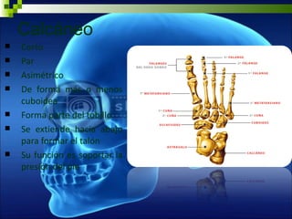 Calcáneo
   Corto
   Par
   Asimétrico
   De forma más o menos
    cuboidea
   Forma parte del tobillo
   Se extiende hacia abajo
    para formar el talón
   Su función es soportar la
    presión del pie
 