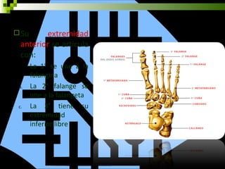  Su     extremidad
  anterior se articula
  con:
 a.    La 1° se une a la
       falangina
 b.    La 2° falange se
       une a la falangeta
 c.    La 3° tiene su
       extremidad
       inferior libre
 