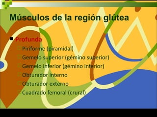 Músculos de la región glútea

   Profunda
     Piriforme (piramidal)
     Gemelo superior (gémino superior)
     Gemelo inferior (gémino inferior)
     Obturador interno
     Obturador externo
     Cuadrado femoral (crural)
 