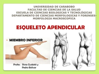UNIVERSIDAD DE CARABOBO
          FACULTAD DE CIENCIAS DE LA SALUD
    ESCUELA DE CIENCIAS BIOLOGICAS Y TECNOLÓGICAS
  DEPARTAMENTO DE CIENCIAS MORFOLOGICAS Y FORENSES-
              MORFOLOGIA MACROSCOPICA


     ESQUELETO APENDICULAR

• MIEMBRO INFERIOR




   Profes: Silvia Guidotti y
           Pedro Bolívar
 