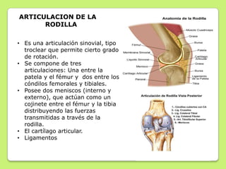 MÚSCULOS DEL MIEMBRO INFERIOR


 Músculos de la
  Articulación de la Pélvis
 Músculos de la
  Articulación de la rodilla...
