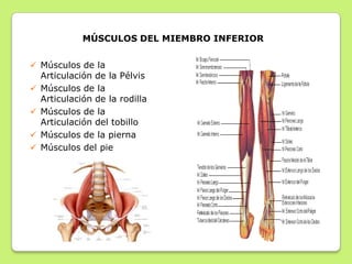 Músculos de la
 Articulación
 Ileofemoral
Por detrás se encuentran:
•Glúteo máximo, medio y mínimo
•Piriforme
•Bíceps femo...