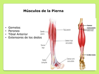 IRRIGACION DEL MIEMBRO
         INFERIOR
 Arteria poplítea
   - A nivel del músculo poplíteo
     se divide en 2 ramas:
 ...