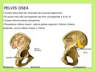 PELVIS OSEA
Cresta iliaca para los músculos de la pared abdominal.
El punto mas alto corresponde del ilion corresponde a...