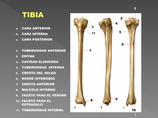 Tibia Cara Interna MIEMBRO INFERIOR ANATOMIA HUMANA APLICADA.ppt