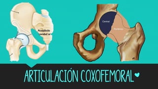 Articulación coxofemoral*
 
