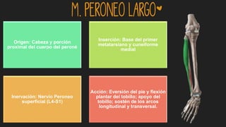 m. Peroneo largo*
Origen: Cabeza y porción
proximal del cuerpo del peroné
Inserción: Base del primer
metatarsiano y cuneiforme
medial
Inervación: Nervio Peroneo
superficial (L4-S1)
Acción: Eversión del pie y flexión
plantar del tobillo; apoyo del
tobillo; sostén de los arcos
longitudinal y transversal.
 