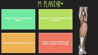 m. Plantar*
Origen: Línea supracondílea
lateral
Inserción: Porción posterior del
calcáneo
Inervación: Nervio tibial (L4-S1)
Acción: Flexión plantar del
tobillo; flexión de la rodilla
 