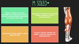 m. soleo*
Origen: Cabeza y porción
proximal del cuerpo del peroné, y
porción posteromedial adyacente
del cuerpo de la tibia
Inserción: Calcáneo a través del
tendón calcáneo (con el
gastrocnemio)
Inervación: Nervio ciático: rama
tibial (S1-S2)
Acción: Flexión plantar del
tobillo; músculo postural en
bipedestación
 