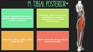 m. Tibial posterior*
Origen: Membrana interósea y
porción adyacente del cuerpo de
la tibia y el peroné
Inserción: Navicular, los tres
cuneiformes, cuboides y
segundo, tercer y cuarto
metatarsianos
Inervación: Nervio ciático: rama
tibial (S1-S2)
Acción: Inversión del pie; flexión
plantar del tobillo
 