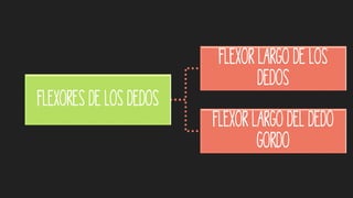 Flexores de los dedos
Flexor largo de los
dedos
Flexor largo del dedo
gordo
 