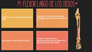 m. Flexor largo de los dedos*
Origen: Cara posteromedial de la
tibia
Inserción: Cara inferior de las
falanges distales de los dedos 2-
5
Inervación: Rama tibial (L5-S1)
Acción: Flexión de las
articulaciones de los dedos 2-5;
flexión plantar del tobillo.
 