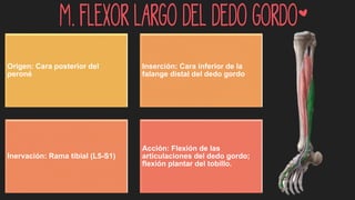 m. Flexor largo del dedo gordo*
Origen: Cara posterior del
peroné
Inserción: Cara inferior de la
falange distal del dedo gordo
Inervación: Rama tibial (L5-S1)
Acción: Flexión de las
articulaciones del dedo gordo;
flexión plantar del tobillo.
 