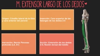 M. extensor largo de los dedos*
Origen: Cóndilo lateral de la tibia
y cara anterior del peroné
Inserción: Cara superior de las
falanges de los dedos 2-5
Inervación: Nervio Peroneo
profundo (L5, S1)
Acción: Extensión de los dedos
2-5; flexión dorsal del tobillo
 