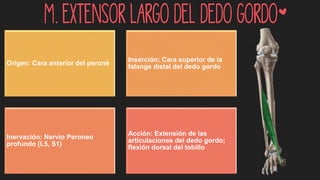 M. extensor largo del dedo gordo*
Origen: Cara anterior del peroné
Inserción: Cara superior de la
falange distal del dedo gordo
Inervación: Nervio Peroneo
profundo (L5, S1)
Acción: Extensión de las
articulaciones del dedo gordo;
flexión dorsal del tobillo
 