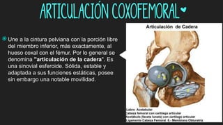 Articulación coxofemoral*
]Une a la cintura pelviana con la porción libre
del miembro inferior, más exactamente, al
hueso coxal con el fémur. Por lo general se
denomina "articulación de la cadera". Es
una sinovial esferoide. Sólida, estable y
adaptada a sus funciones estáticas, posee
sin embargo una notable movilidad.
 
