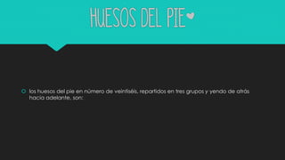 Huesos del pie*
 los huesos del pie en número de veintiséis, repartidos en tres grupos y yendo de atrás
hacia adelante, son:
 