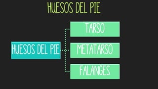 Huesos del pie
Huesos del pie
Tarso
Metatarso
Falanges
 