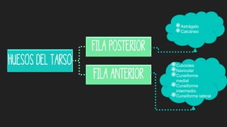 Huesos del tarso
Fila posterior
Fila anterior
]Astrágalo
]Calcáneo
]Cuboides
]Navicular
]Cuneiforme
medial
]Cuneiforme
intermedio
]Cuneiforme lateral
 