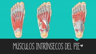 Músculos intrínsecos del pie*
 